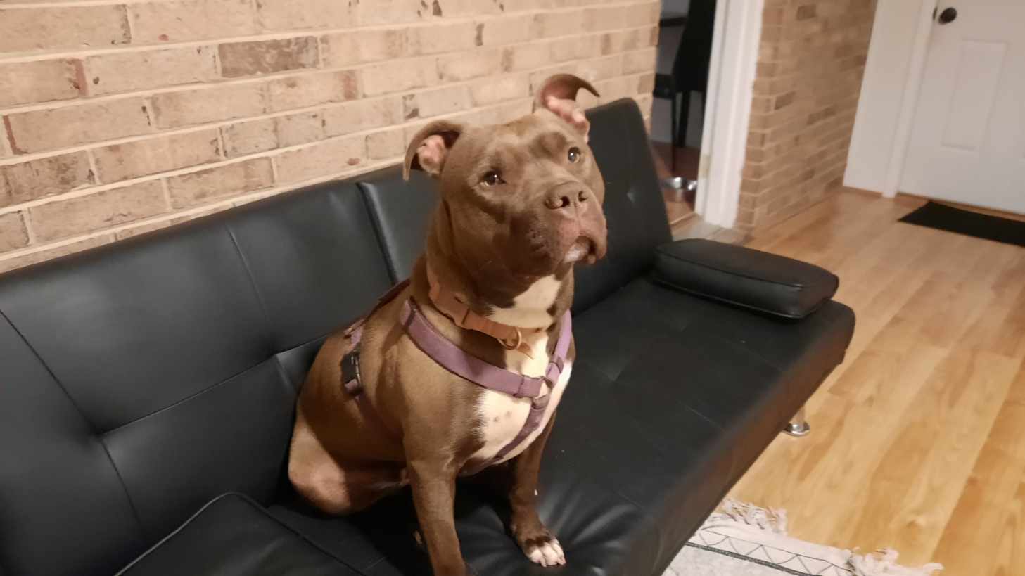 Dog in comfortable boarding setup